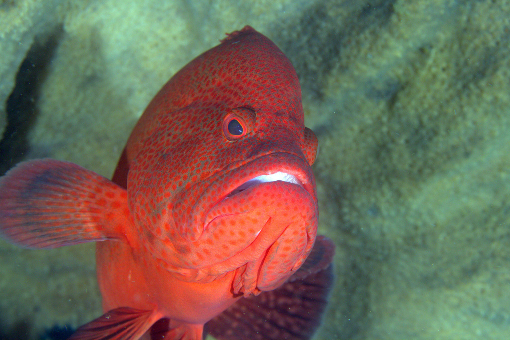 Tomato Grouper