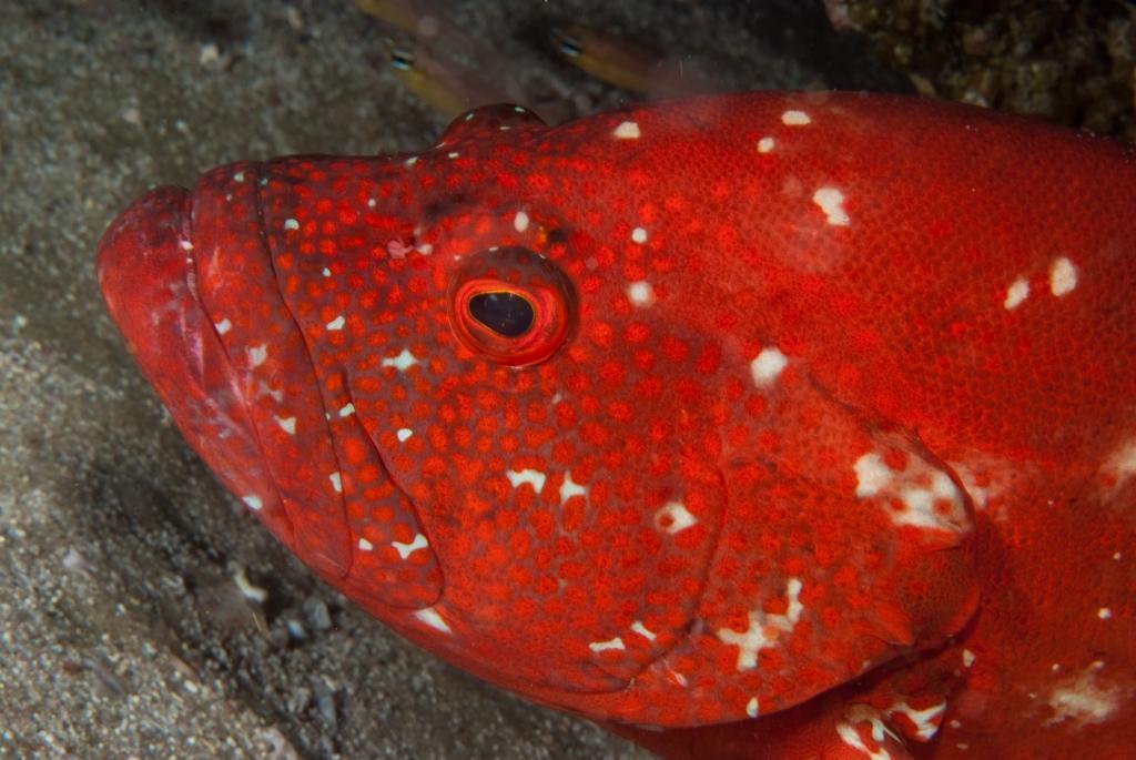 Tomato Grouper
