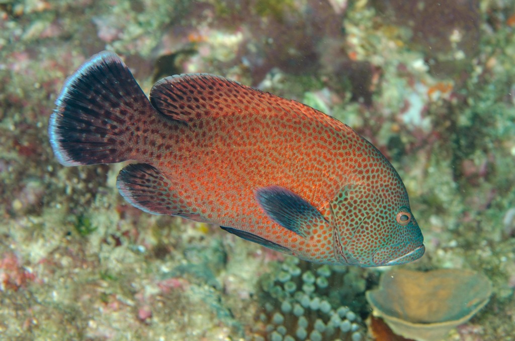 Tomato Grouper