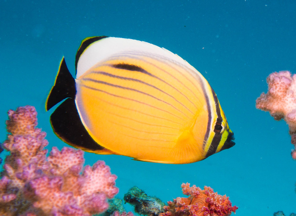 Exquisite Butterflyfish