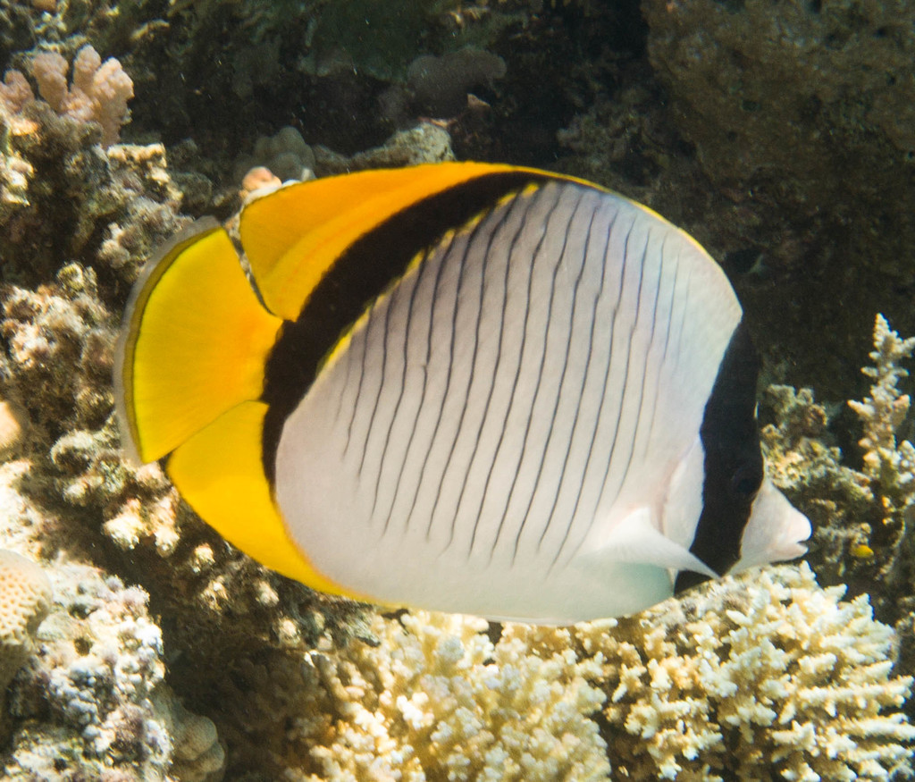 Lined Butterflyfish