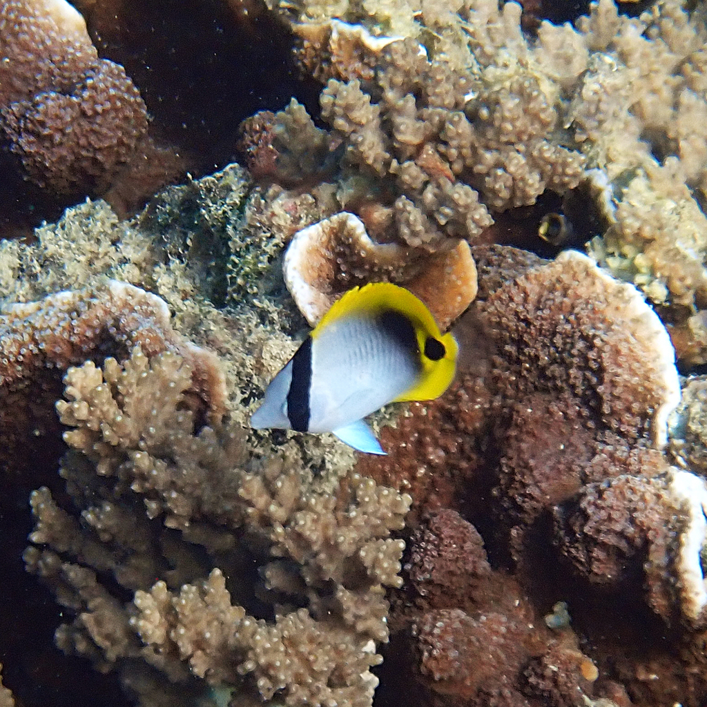 Lined Butterflyfish