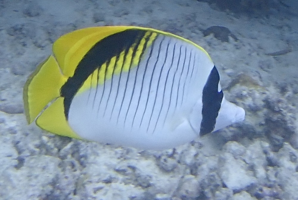 Lined Butterflyfish