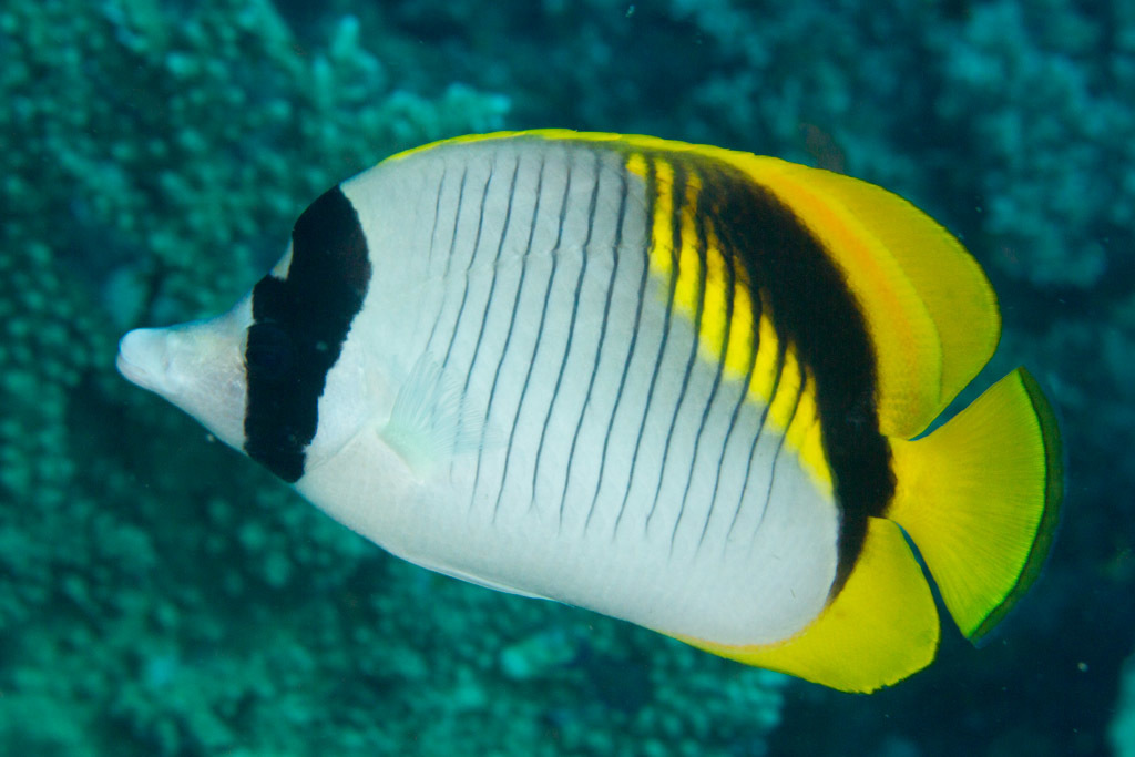 Lined Butterflyfish
