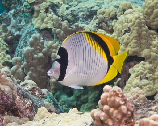 Lined Butterflyfish