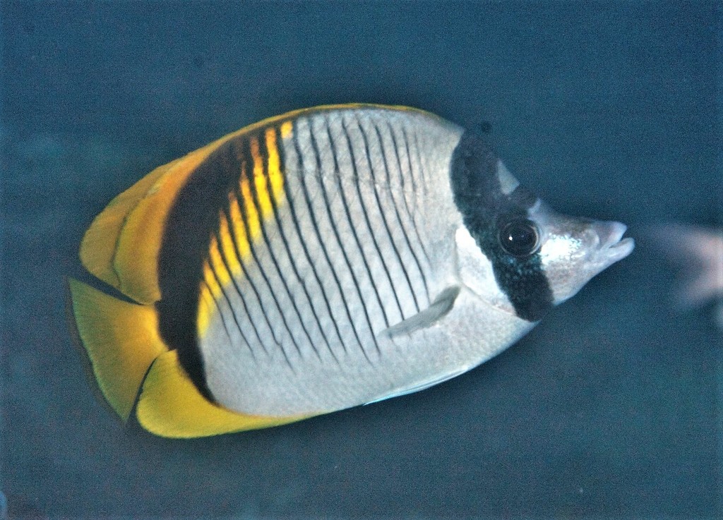 Lined Butterflyfish