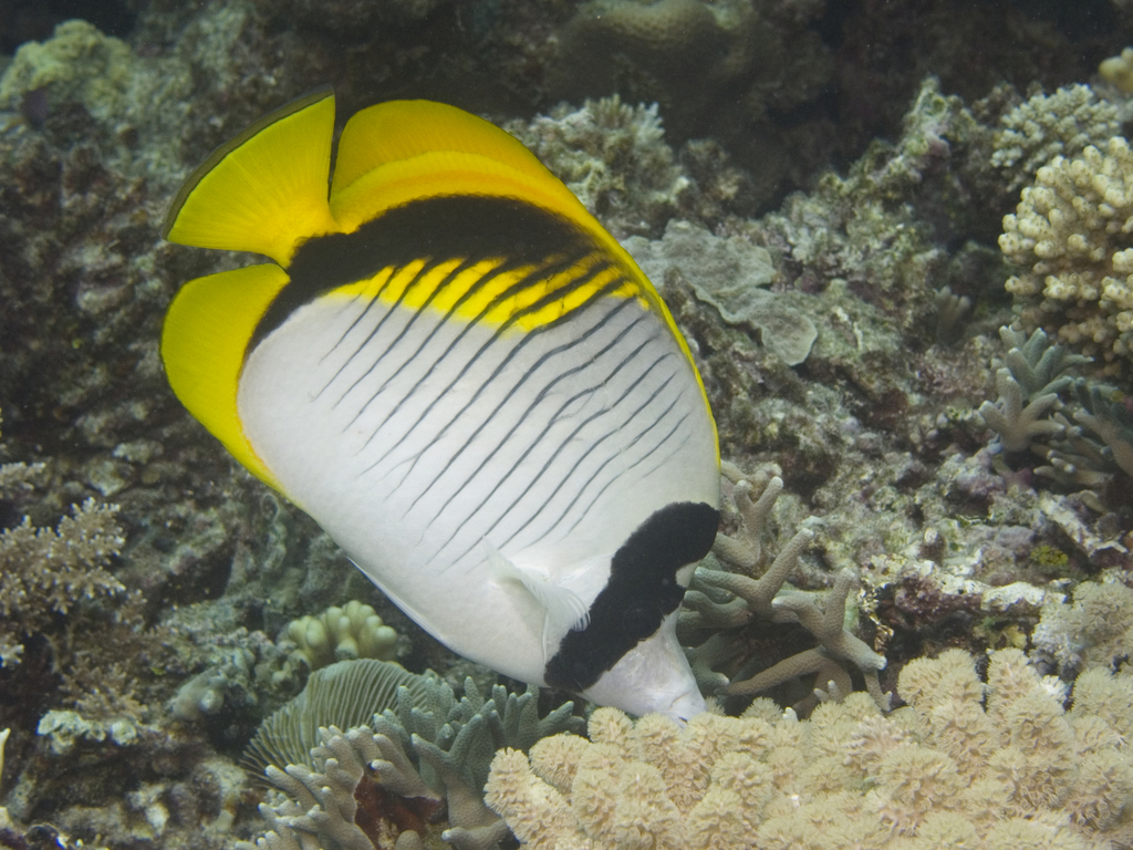 Lined Butterflyfish