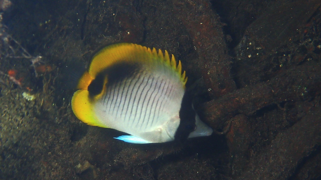 Lined Butterflyfish