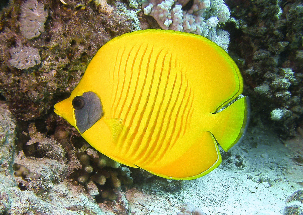 Masked Butterflyfish