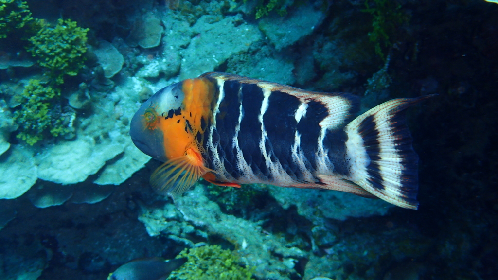 Redbreast Maori Wrasse