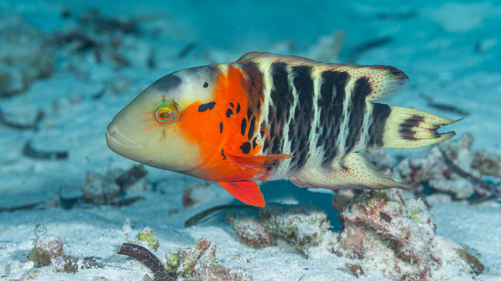 Redbreast Maori Wrasse
