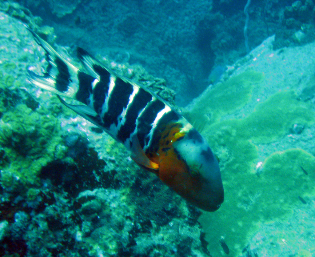 Redbreast Maori Wrasse