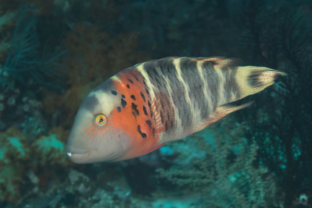 Redbreast Maori Wrasse