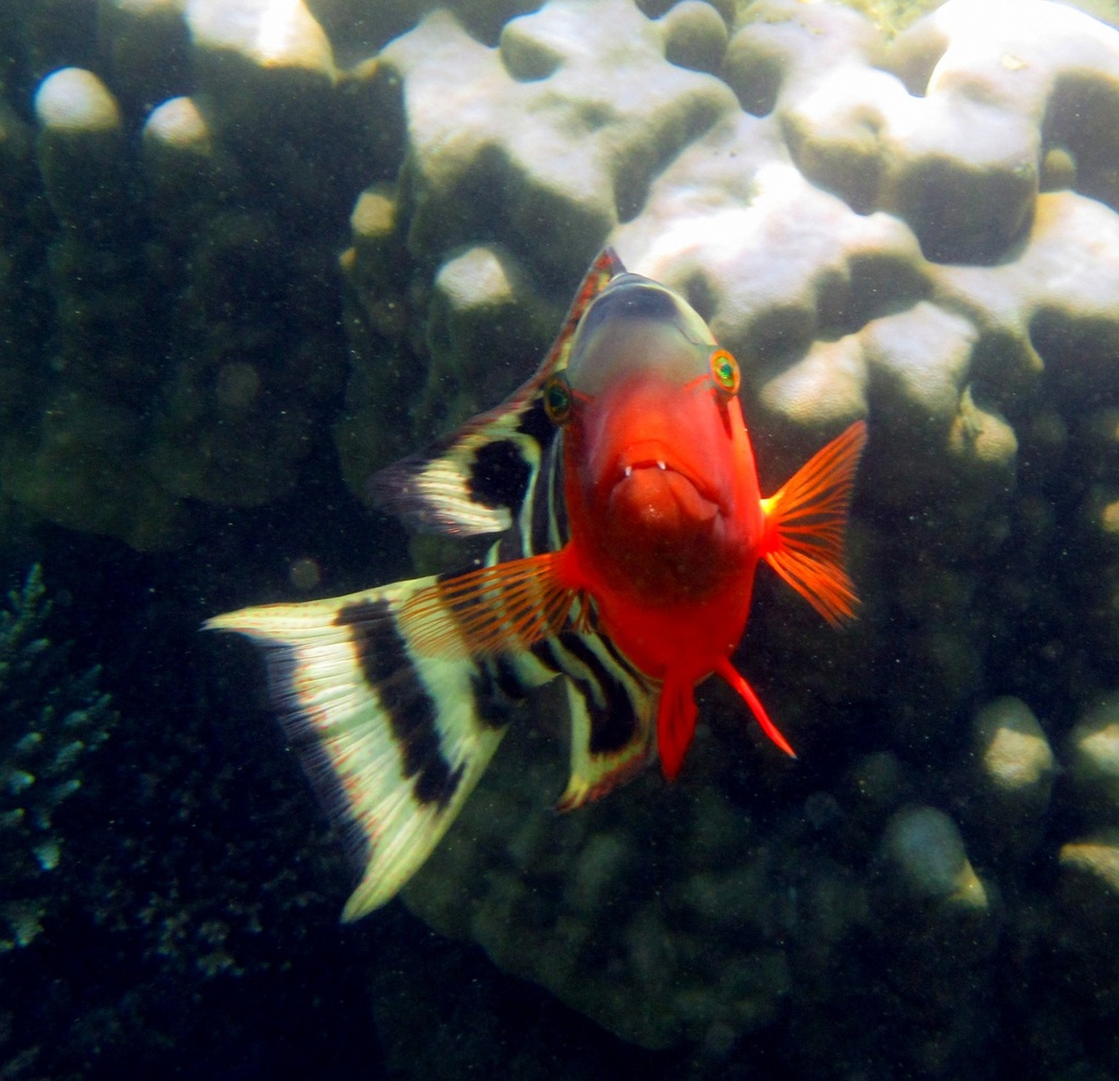 Redbreast Maori Wrasse