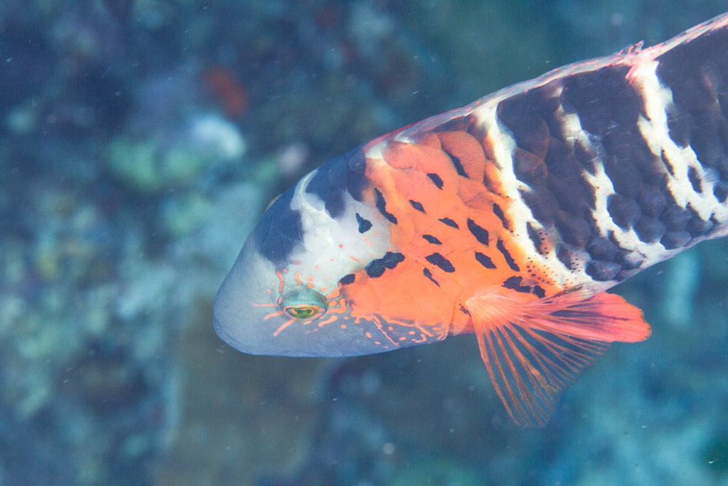 Redbreast Maori Wrasse