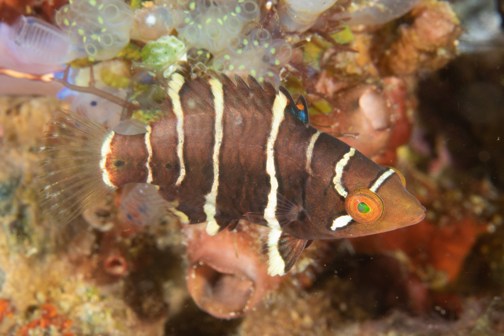 Redbreast Maori Wrasse