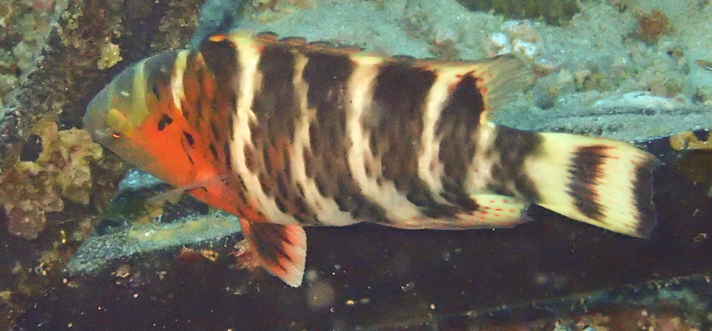 Redbreast Maori Wrasse