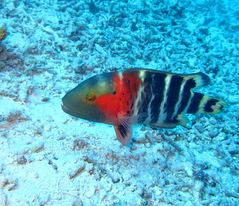 Redbreast Maori Wrasse