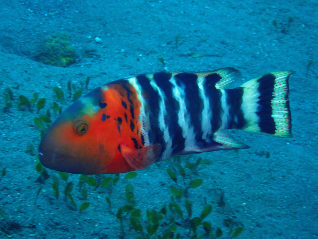 Redbreast Maori Wrasse