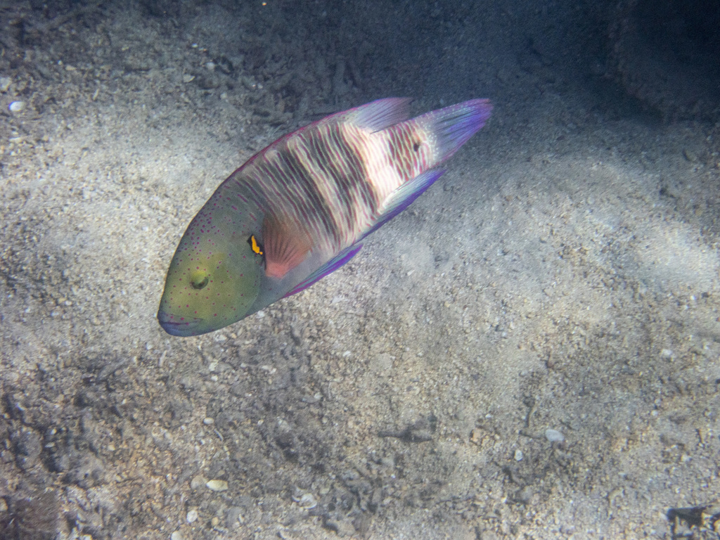 Broomtail Wrasse
