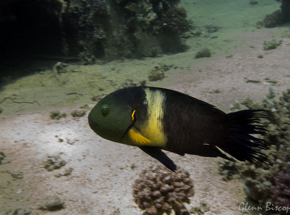 Broomtail Wrasse