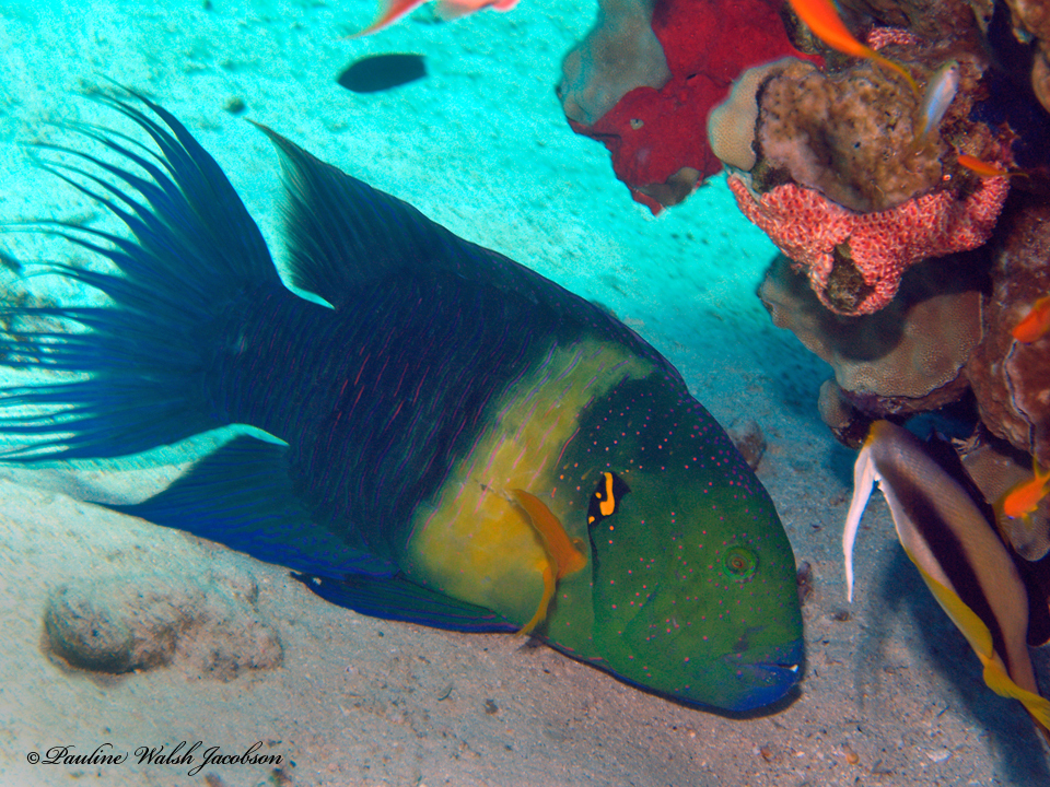 Broomtail Wrasse