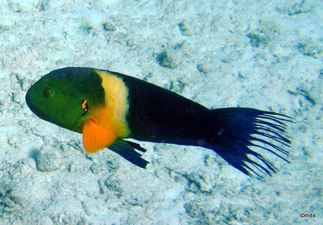 Broomtail Wrasse