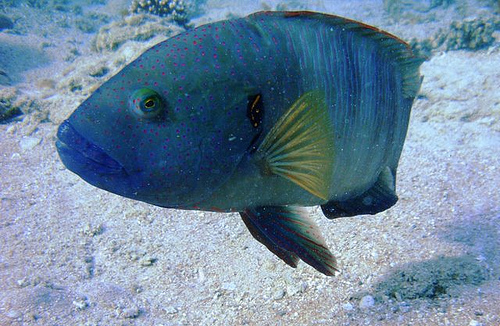Broomtail Wrasse