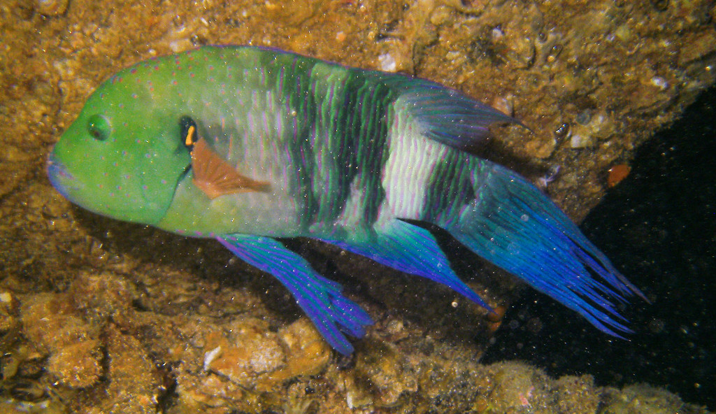 Broomtail Wrasse