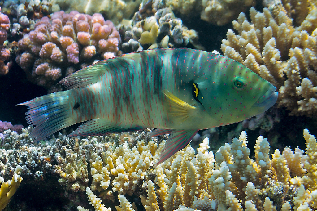 Broomtail Wrasse