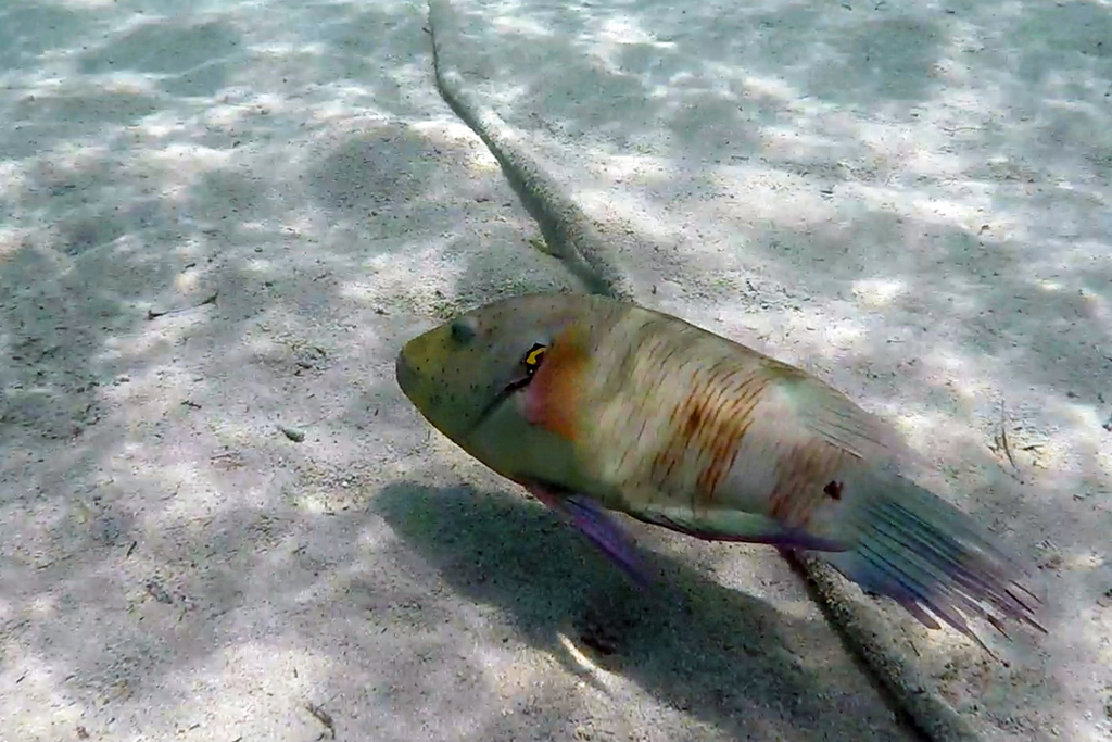 Broomtail Wrasse
