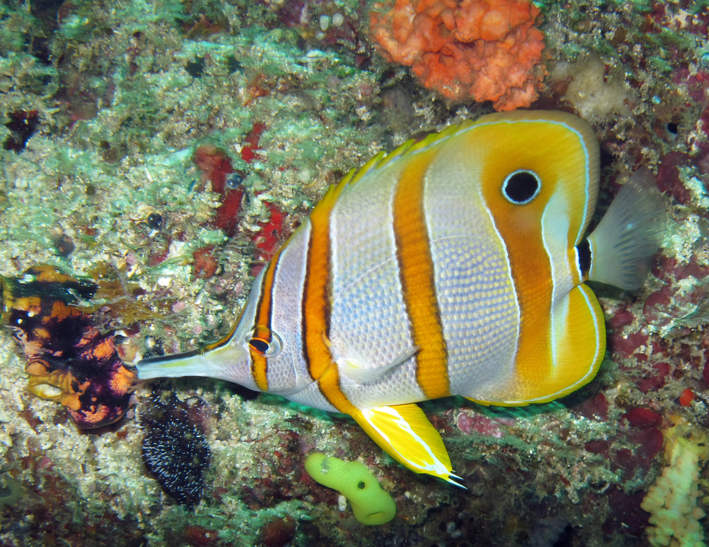 Copperband Butterflyfish