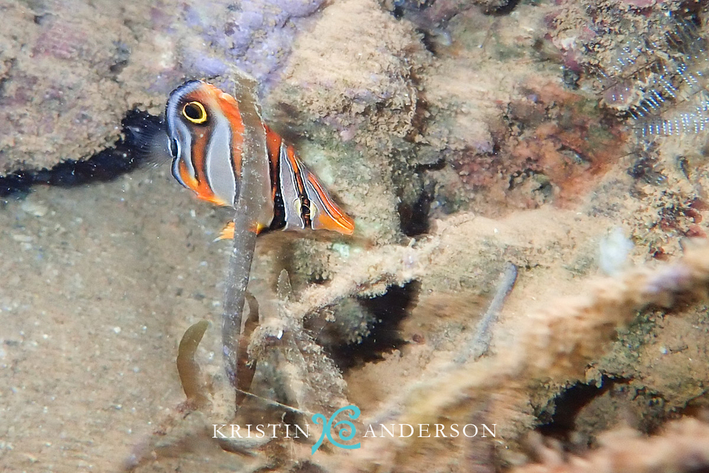 Copperband Butterflyfish