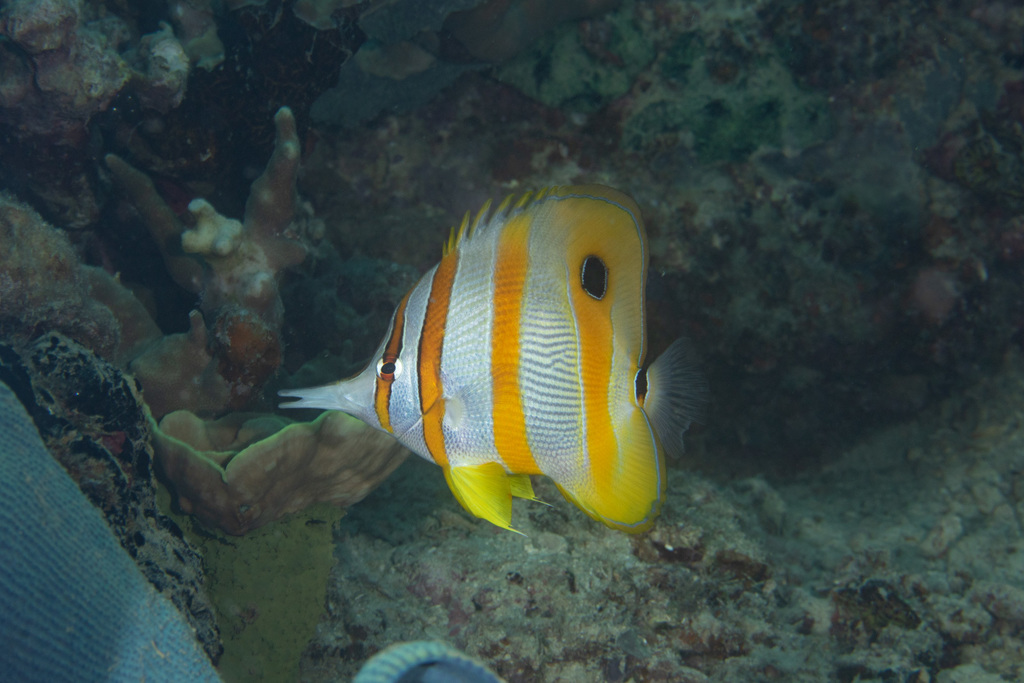Copperband Butterflyfish