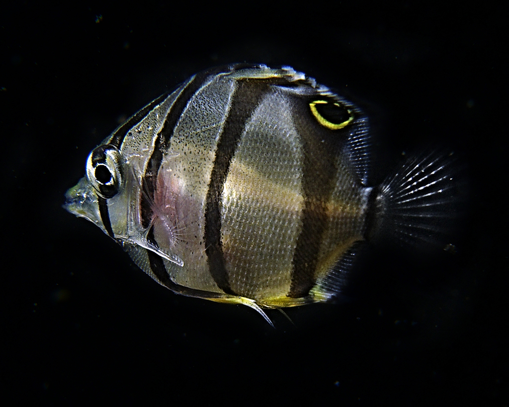 Copperband Butterflyfish
