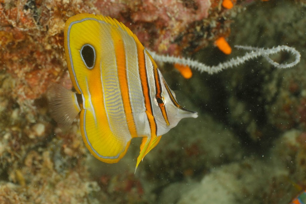 Copperband Butterflyfish
