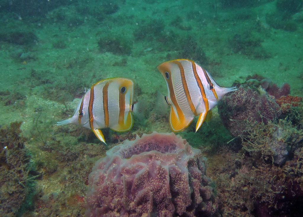 Copperband Butterflyfish