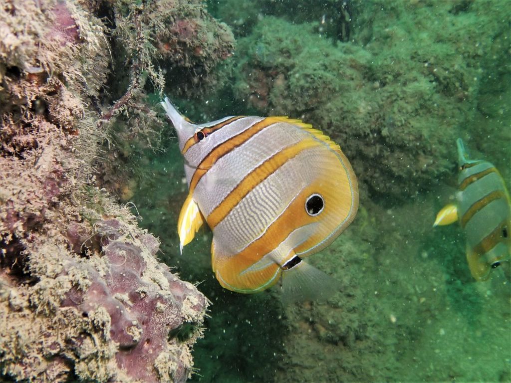 Copperband Butterflyfish