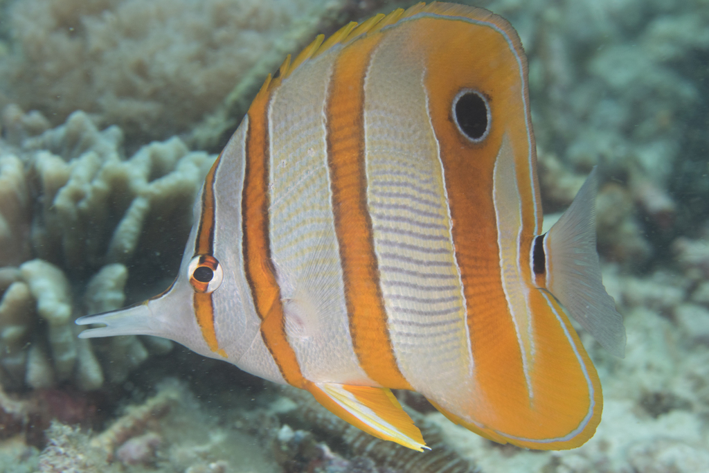Copperband Butterflyfish