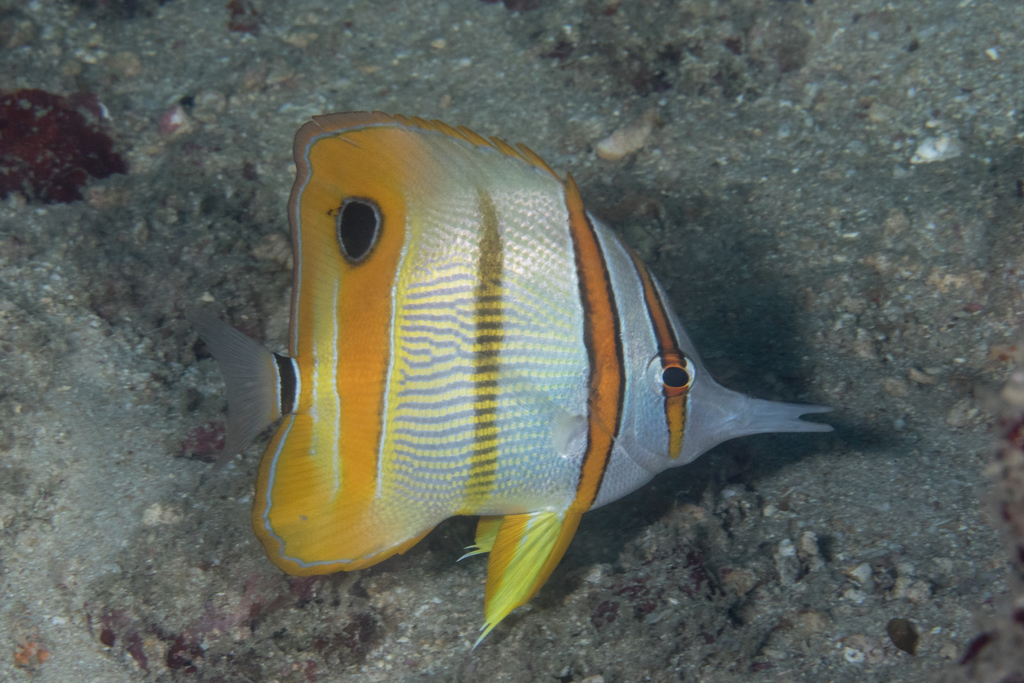 Copperband Butterflyfish