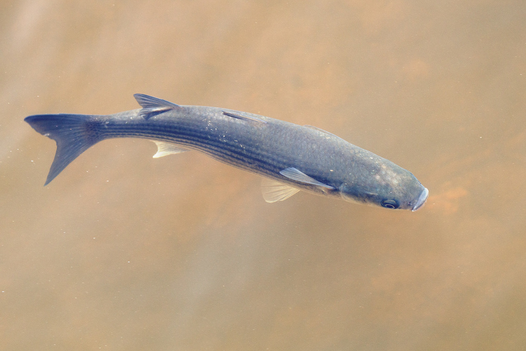 Thicklip Grey Mullet