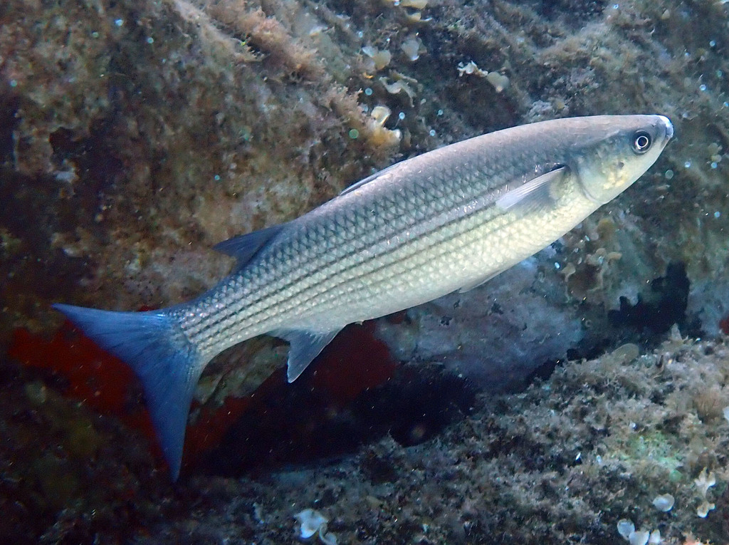 Thicklip Grey Mullet