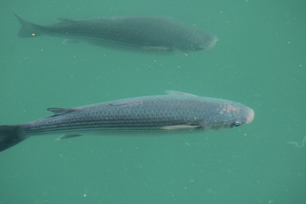 Thicklip Grey Mullet