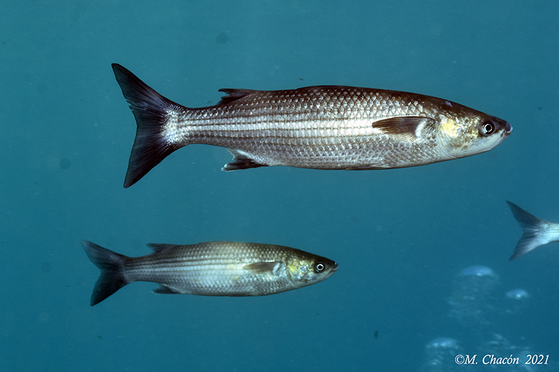 Thicklip Grey Mullet