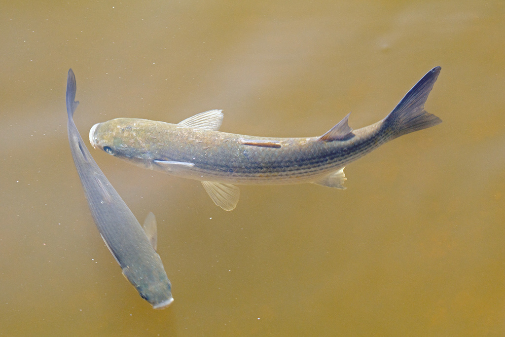 Thicklip Grey Mullet