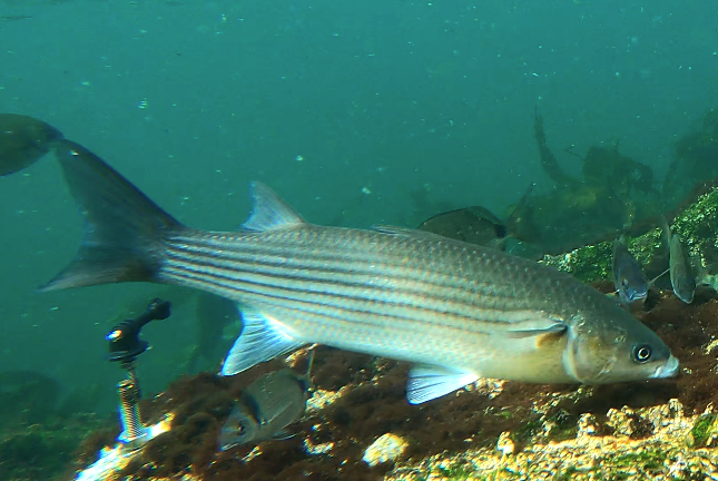 Thicklip Grey Mullet