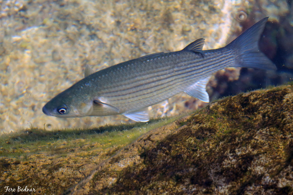 Thicklip Grey Mullet