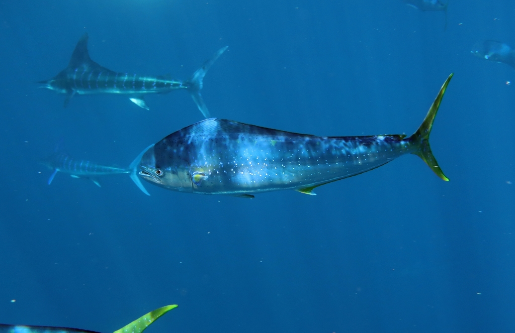 Dorade Coryphène