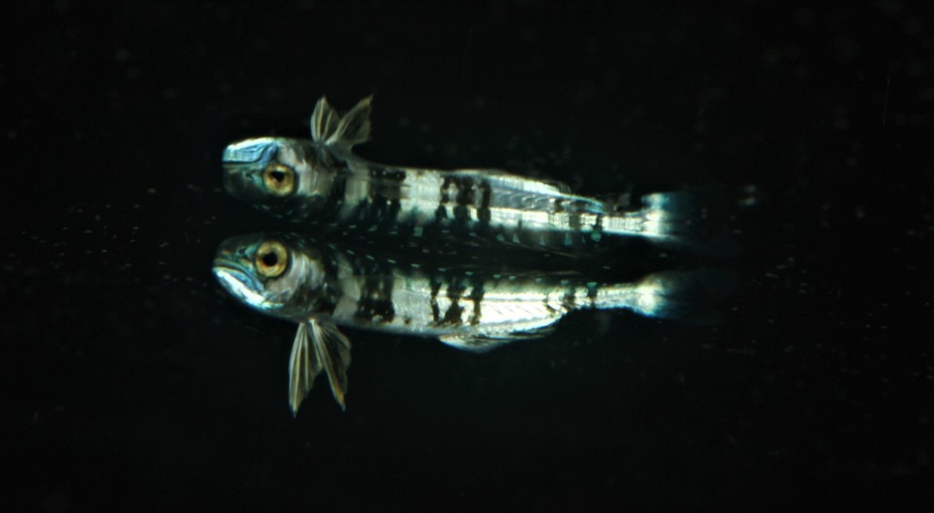 Dorade Coryphène