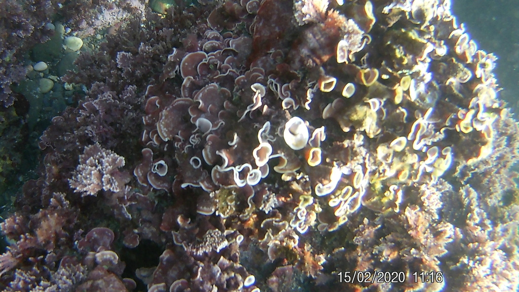 Mésophylle Lichenoïde